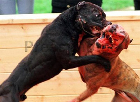 peleas-perros